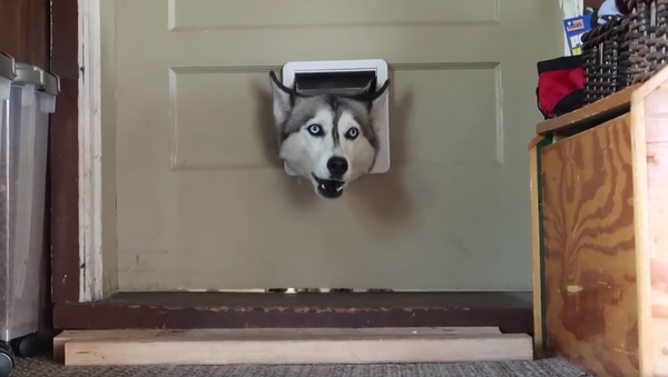 ‘Where Were You?!’ Husky Scolds Owner Through Doggy Door - Sputnik International