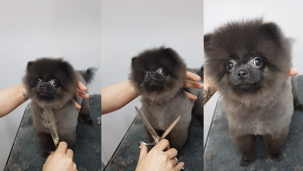 Groom ‘n Groove: Puppy Dances During Haircut - Sputnik International