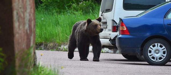 Bear in Neryungri, Sakha Republic Bear in Neryungri, Sakha Republic - Sputnik International