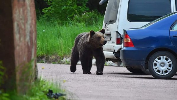 Bear in Neryungri, Sakha Republic - Sputnik International