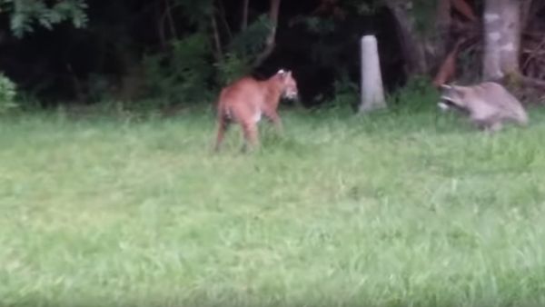Bobcat vs Raccoon - EPIC fight scene - Sputnik International
