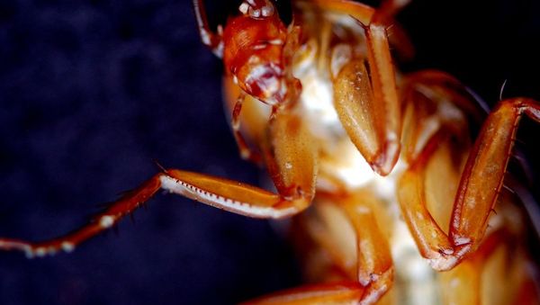 Dead Cockroach - Sputnik International