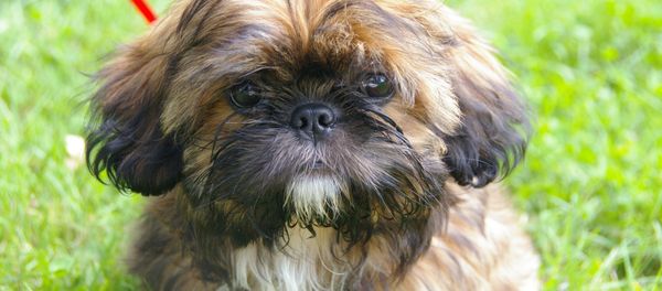 Shih Tzu Shih Tzu - Sputnik International