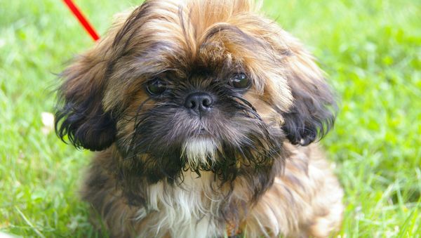 Shih Tzu - Sputnik International