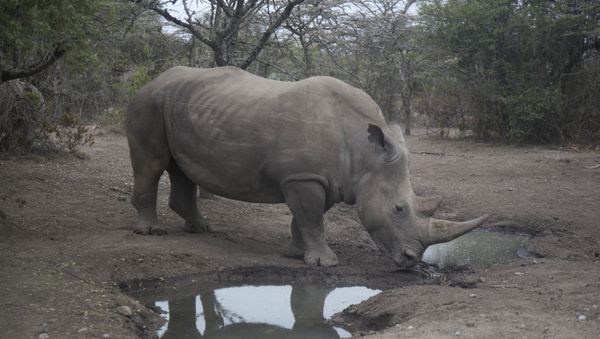 Najin, one of only two female northern white rhinos left in the world, walks in the pen where she is kept for observation, at the Ol Pejeta Conservancy in Laikipia county in Kenya Friday, March 2, 2018 - Sputnik International