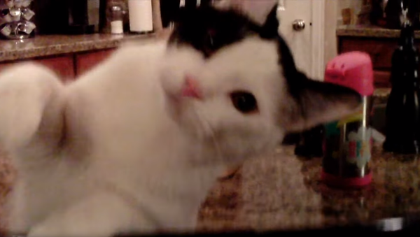Cat Downs Enemy Drone With One Deliberate Swipe - Sputnik International