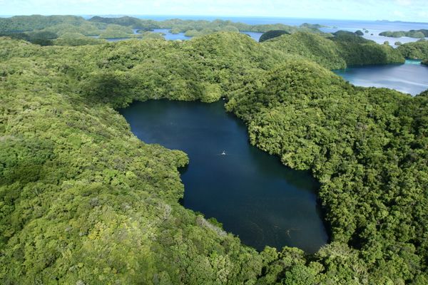 Breathtaking Golden Jellyfish Lake With 2Mln Underwater Inhabitants Breathtaking Golden Jellyfish Lake With 2Mln Underwater Inhabitants - Sputnik International