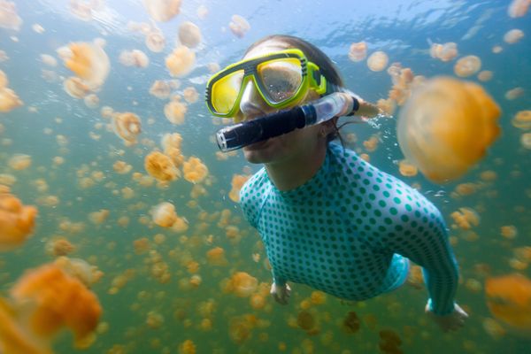 Breathtaking Golden Jellyfish Lake With 2Mln Underwater Inhabitants Breathtaking Golden Jellyfish Lake With 2Mln Underwater Inhabitants - Sputnik International