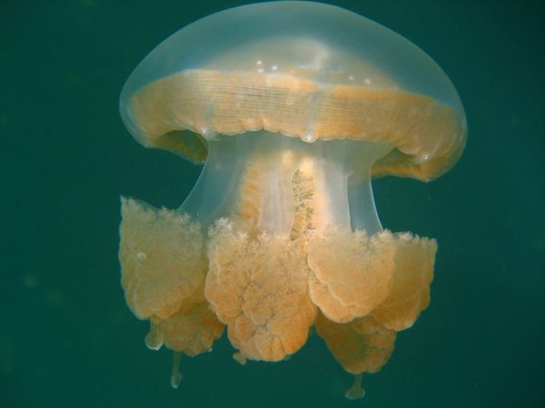 Breathtaking Golden Jellyfish Lake With 2 Mln Underwater Inhabitants Breathtaking Golden Jellyfish Lake With 2 Mln Underwater Inhabitants - Sputnik International