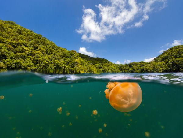 Breathtaking Golden Jellyfish Lake With 2 Mln Underwater Inhabitants Breathtaking Golden Jellyfish Lake With 2 Mln Underwater Inhabitants - Sputnik International