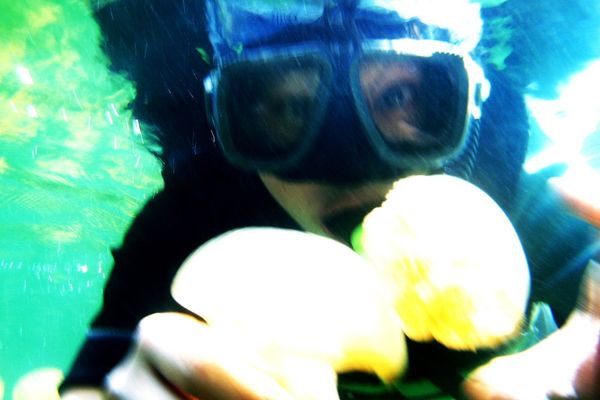 Breathtaking Golden Jellyfish Lake With 2Mln Underwater Inhabitants Breathtaking Golden Jellyfish Lake With 2Mln Underwater Inhabitants - Sputnik International