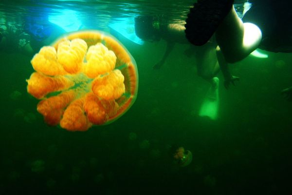 Breathtaking Golden Jellyfish Lake With 2Mln Underwater Inhabitants Breathtaking Golden Jellyfish Lake With 2Mln Underwater Inhabitants - Sputnik International