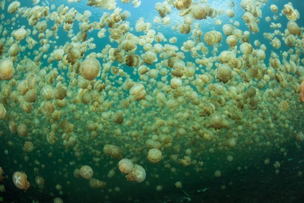 Breathtaking Golden Jellyfish Lake With 2Mln Underwater Inhabitants Breathtaking Golden Jellyfish Lake With 2Mln Underwater Inhabitants - Sputnik International