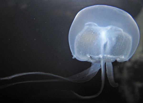 Breathtaking Golden Jellyfish Lake With 2Mln Underwater Inhabitants Breathtaking Golden Jellyfish Lake With 2Mln Underwater Inhabitants - Sputnik International