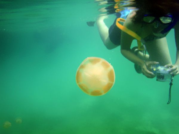 Breathtaking Golden Jellyfish Lake With 2Mln Underwater Inhabitants Breathtaking Golden Jellyfish Lake With 2Mln Underwater Inhabitants - Sputnik International
