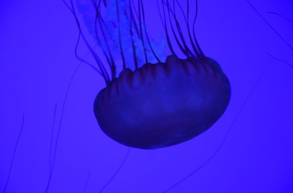 Breathtaking Golden Jellyfish Lake With 2Mln Underwater Inhabitants Breathtaking Golden Jellyfish Lake With 2Mln Underwater Inhabitants - Sputnik International