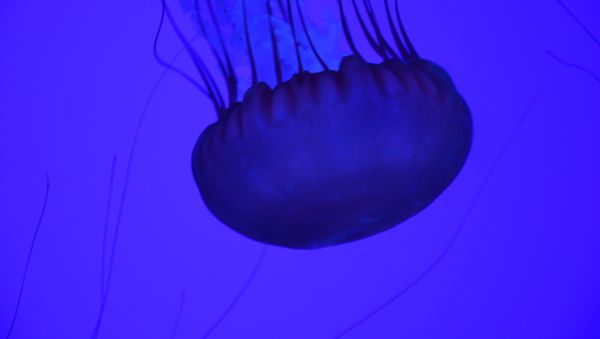 Breathtaking Golden Jellyfish Lake With 2 Mln Underwater Inhabitants - Sputnik International