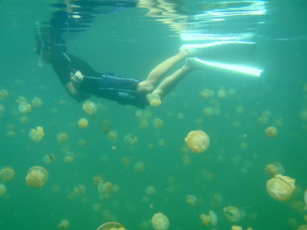 Breathtaking Golden Jellyfish Lake With 2Mln Underwater Inhabitants Breathtaking Golden Jellyfish Lake With 2Mln Underwater Inhabitants - Sputnik International