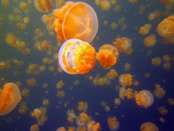 Breathtaking Golden Jellyfish Lake With 2Mln Underwater Inhabitants Breathtaking Golden Jellyfish Lake With 2Mln Underwater Inhabitants - Sputnik International