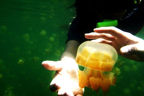 Breathtaking Golden Jellyfish Lake With 2Mln Underwater Inhabitants Breathtaking Golden Jellyfish Lake With 2Mln Underwater Inhabitants - Sputnik International