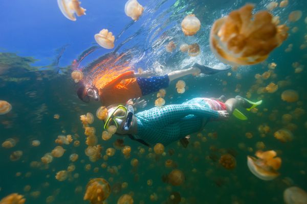 Breathtaking Golden Jellyfish Lake With 2Mln Underwater Inhabitants Breathtaking Golden Jellyfish Lake With 2Mln Underwater Inhabitants - Sputnik International