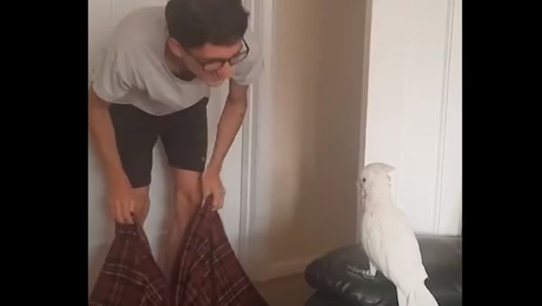 Cockatoo Reaction To 'What The Fluff Challenge' - Sputnik International