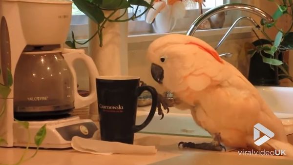Cockatoo wants her Coffee || Viral Video UK - Sputnik International