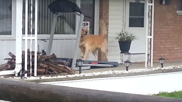 Golden Retriever - Sputnik International