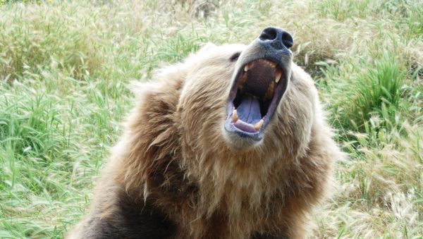 Growling bear - Sputnik International