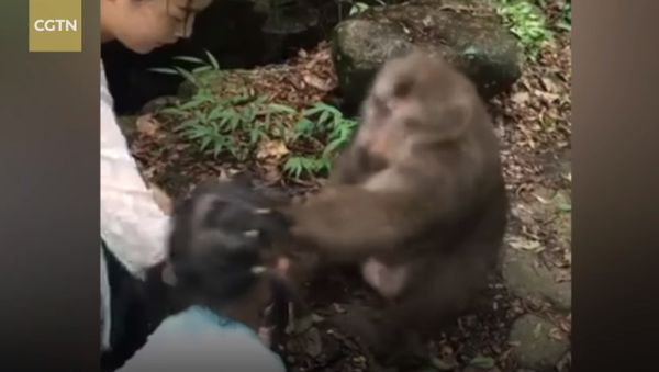 Little girl gets smacked on the face by angry monkey Little girl gets smacked on the face by angry monkey - Sputnik International