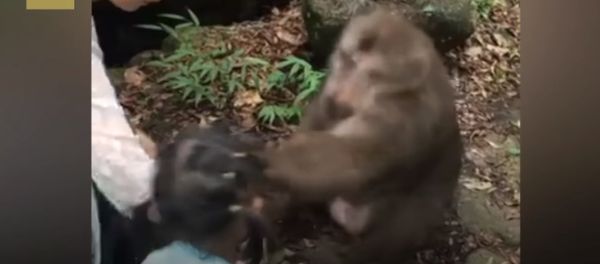 Little girl gets smacked on the face by angry monkey Little girl gets smacked on the face by angry monkey - Sputnik International