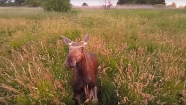 Moose and Drone - Sputnik International