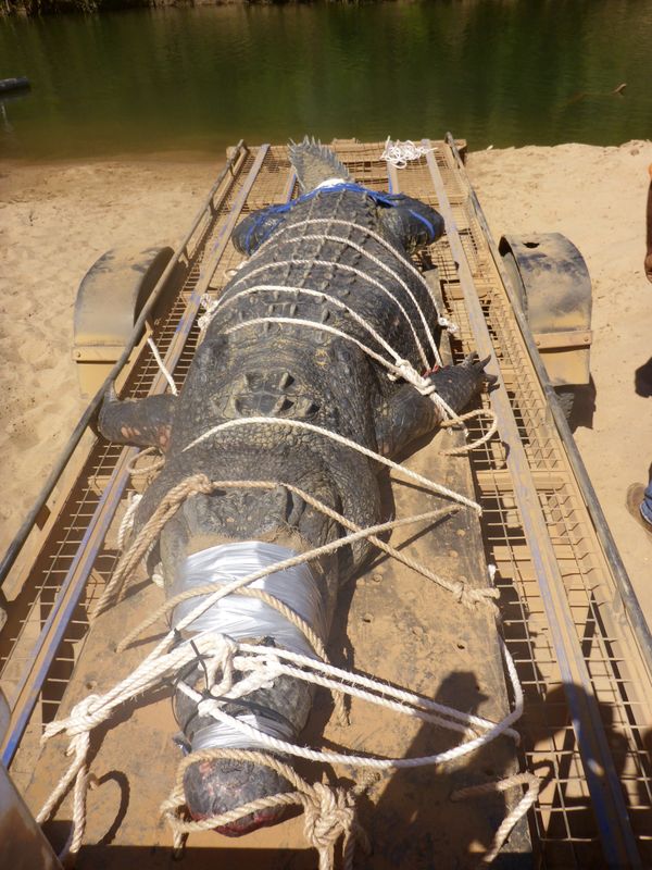 Monster saltwater crocodile captured in Australia - Sputnik International