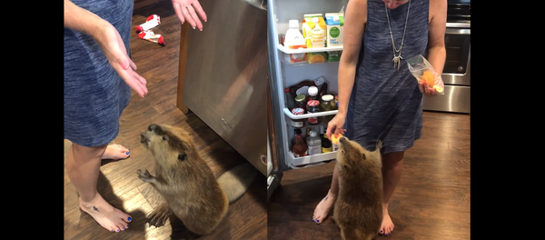 Ain’t Too Proud to Beg: Beaver Solicits a Slice of Sweet Potato - Sputnik International