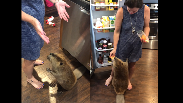 Ain’t Too Proud to Beg: Beaver Solicits a Slice of Sweet Potato - Sputnik International