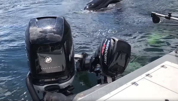 Seal Takes Refuge From Orcas on Boat’s Stern - Sputnik International