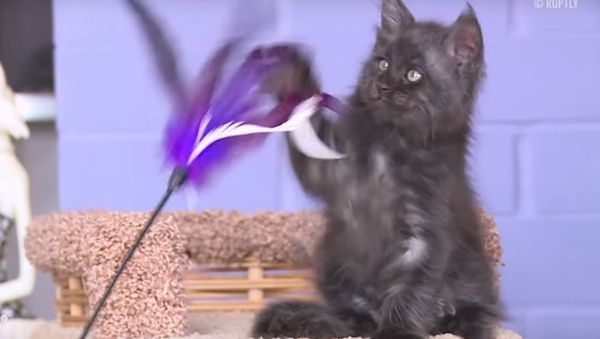 Cat with a human-like face - Sputnik International