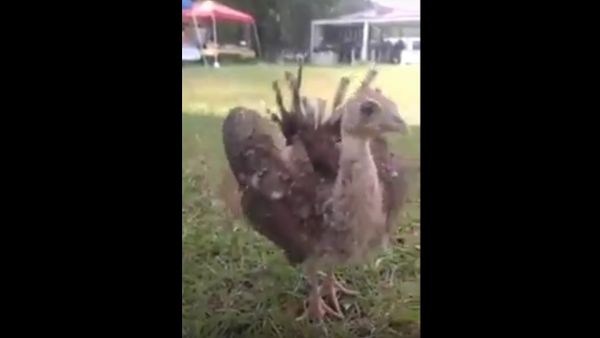 Just a baby peacock showing off it's stuff 😍😍 Newsflare - Sputnik International