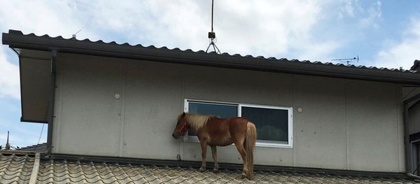 A horse stranded on a rooftop after torrential rain, is pictured in Kurashiki, Okayama Prefecture, Japan July 9, 2018 A horse stranded on a rooftop after torrential rain, is pictured in Kurashiki, Okayama Prefecture, Japan July 9, 2018 - Sputnik International