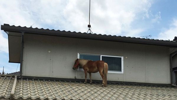 A horse stranded on a rooftop after torrential rain, is pictured in Kurashiki, Okayama Prefecture, Japan July 9, 2018 - Sputnik International