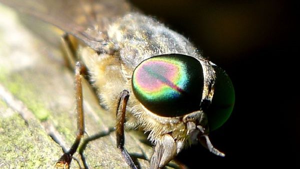 Horsefly - Sputnik International