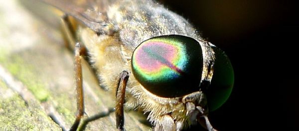Horsefly Horsefly - Sputnik International