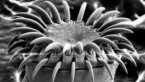 Tapeworm - Sputnik International