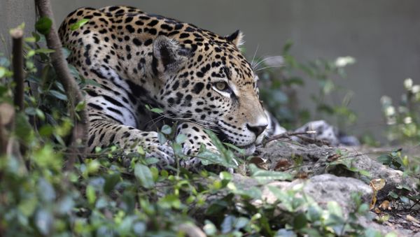 Jaguar - Sputnik International