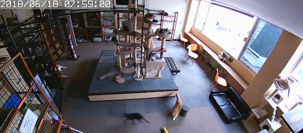 Cat Cafe catchy earthquake Cat Cafe catchy earthquake - Sputnik International