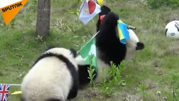 When you too cute to be a World Cup oracle - Sputnik International