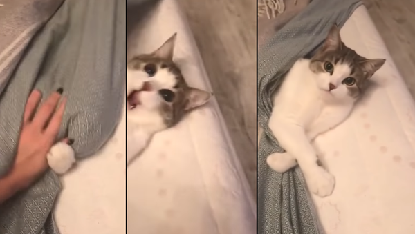 From Nap to Attack: Sleepy Cat Fights Back - Sputnik International
