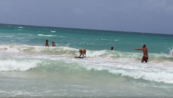 Surf’s Pup: Golden Retriever Rides Dominican Republic Waves - Sputnik International