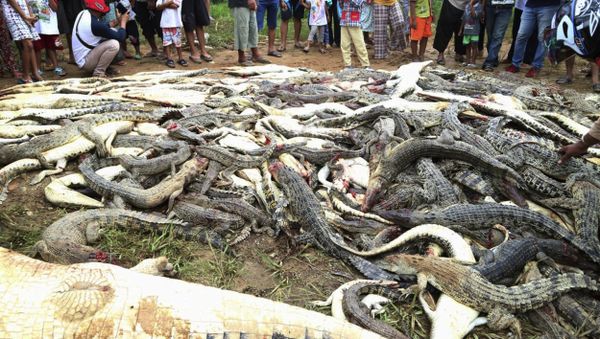 Crocodiles in Indonesia - Sputnik International