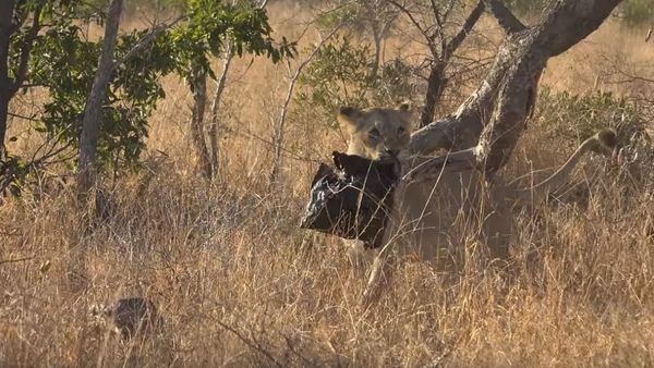 Lions Play With Plastic Bin Bag - Sputnik International